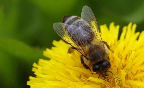 蜜蜂吃瓜娱乐